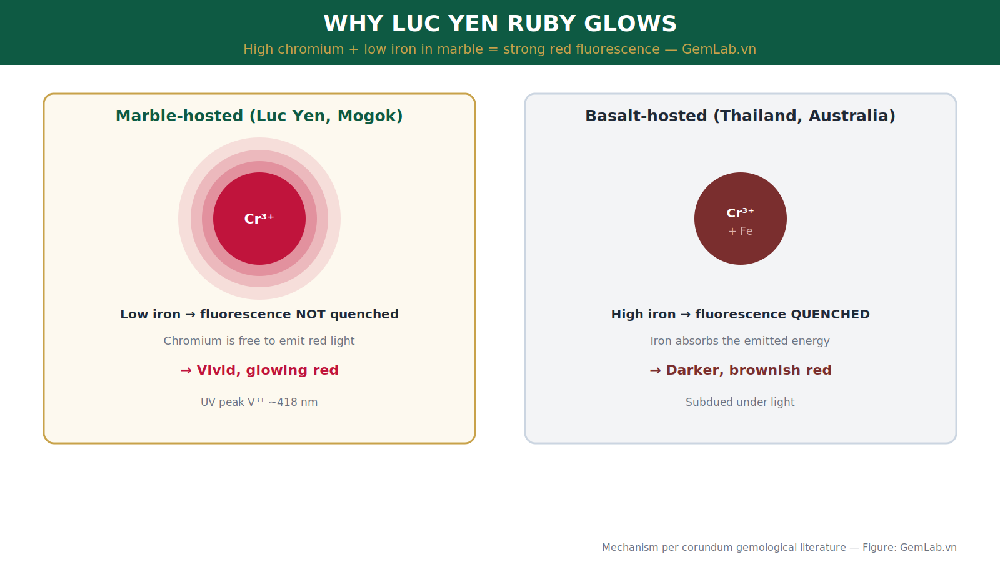 Fluorescence mechanism of Luc Yen ruby: high chromium and low iron in marble produce a glowing red
